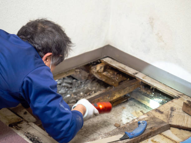 Best Emergency Mold Remediation in Bradley Gardens, NJ