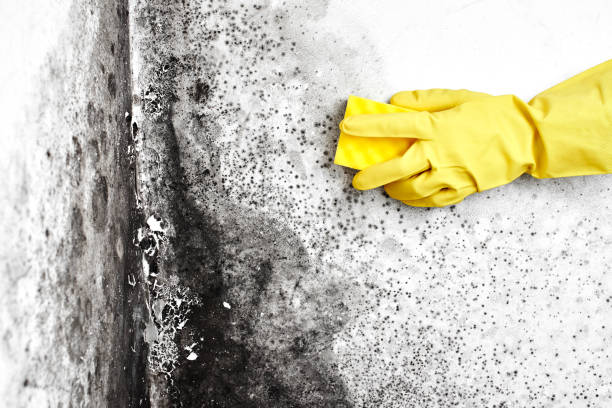 Best Localized Mold Remediation (e.g., coastal areas, humid climates) in Bradley Gardens, NJ