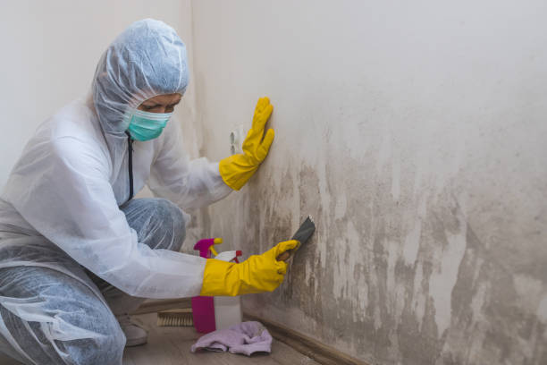 Best Crawl Space Mold Remediation in Bradley Gardens, NJ