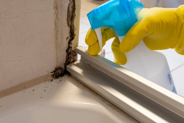 Best Mold Remediation for Schools in Bradley Gardens, NJ