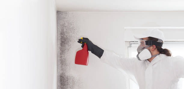 Best White Mold Remediation in Bradley Gardens, NJ