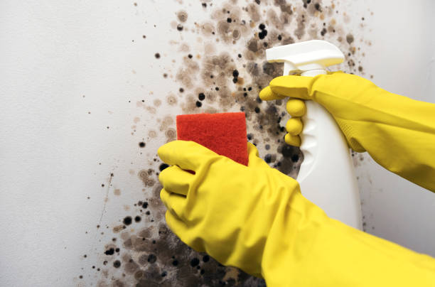 Best Residential Mold Remediation in Bradley Gardens, NJ