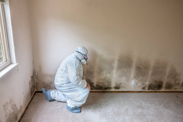 Best Emergency Mold Remediation in Bradley Gardens, NJ