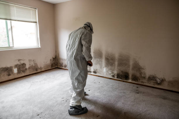 Best Post-Flood Mold Remediation in Bradley Gardens, NJ