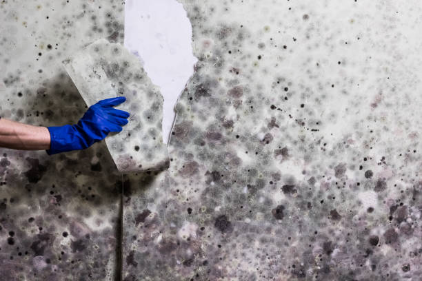 Best Post-Flood Mold Remediation in Bradley Gardens, NJ