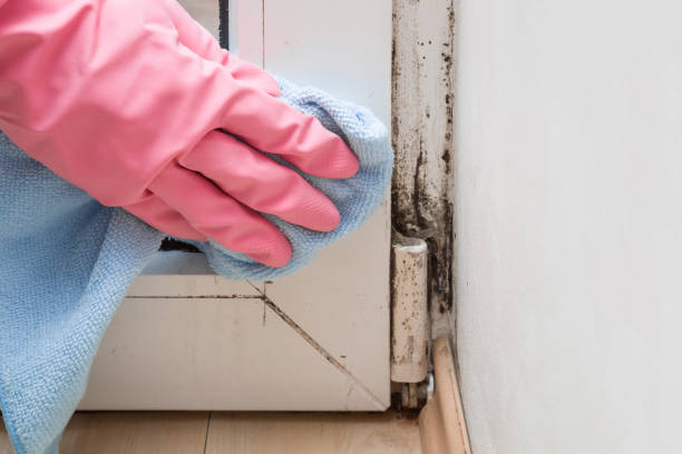 Best Post-Remediation Services in Bradley Gardens, NJ