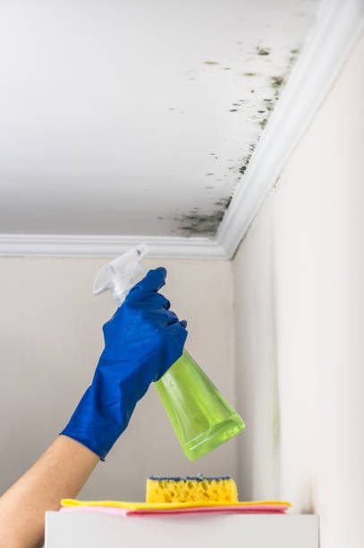 Best Crawl Space Mold Remediation in Bradley Gardens, NJ